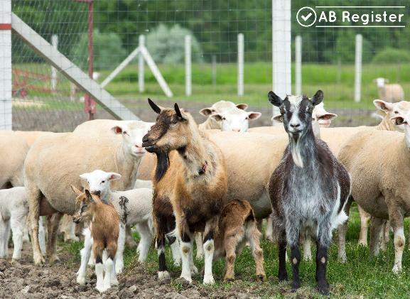 Schaap en geit builder