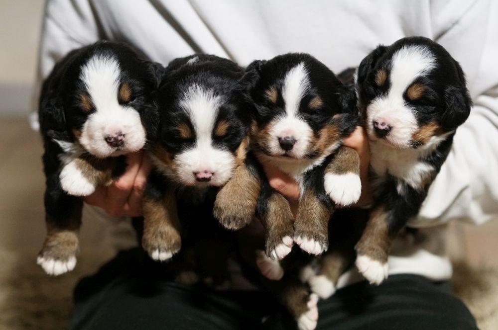 Comment vendre une portée de chiots en Belgique