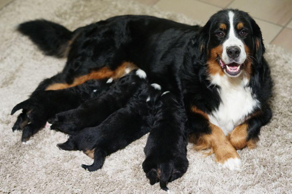 Offrir des chiots en Belgique