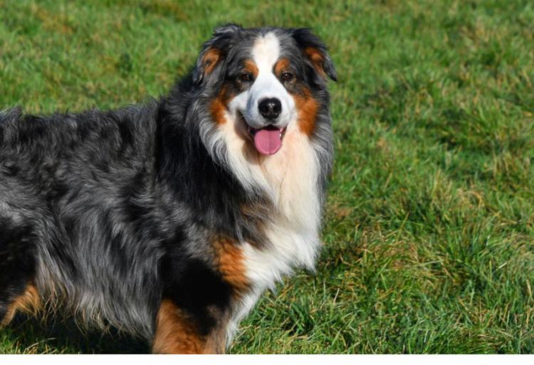 étalon berger australien bleu merle en Belgique.