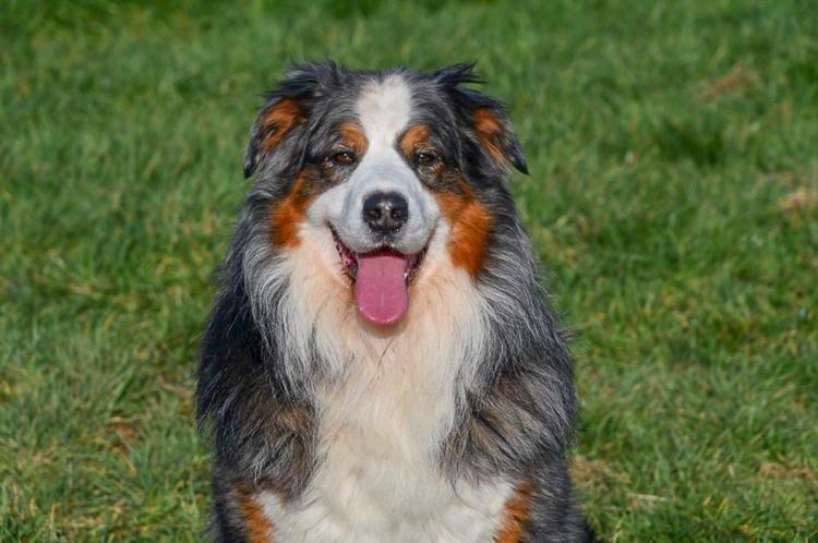 étalon berger australien bleu merle en belgique.