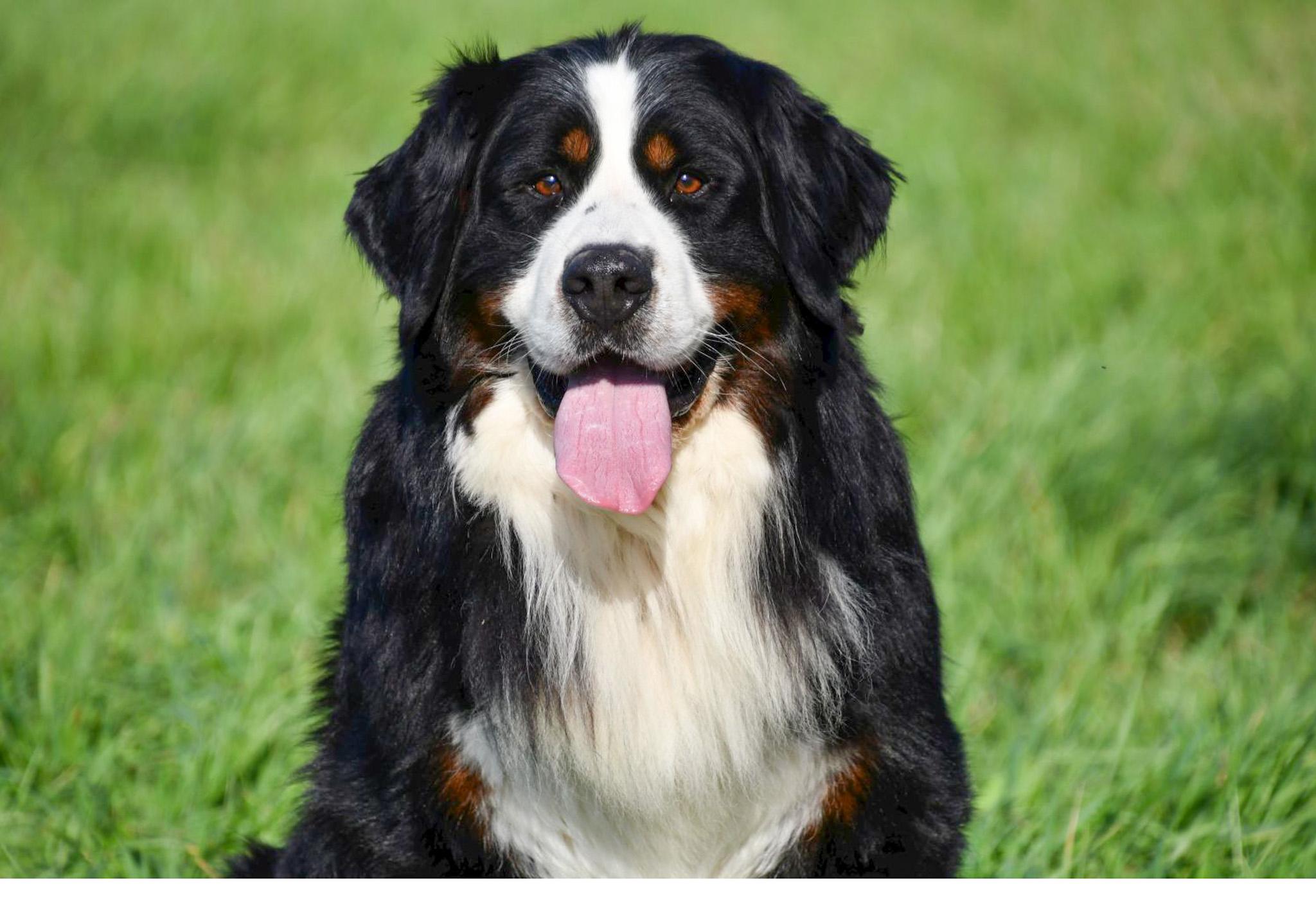 Berner Sennen dekreu met stamboom aangeboden in België.
