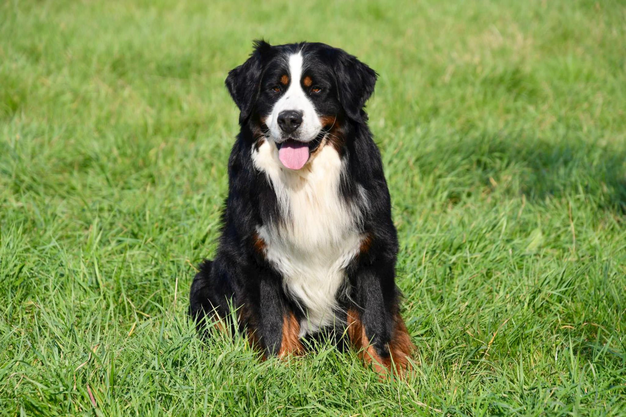 étalon bouvier bernois en belgique avec pedigree.