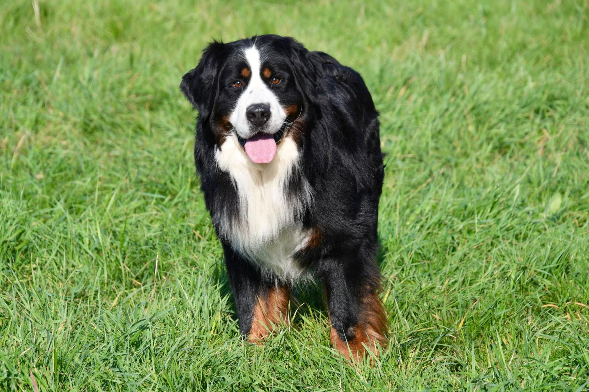 étalon bouvier bernois en belgique avec pedigree.