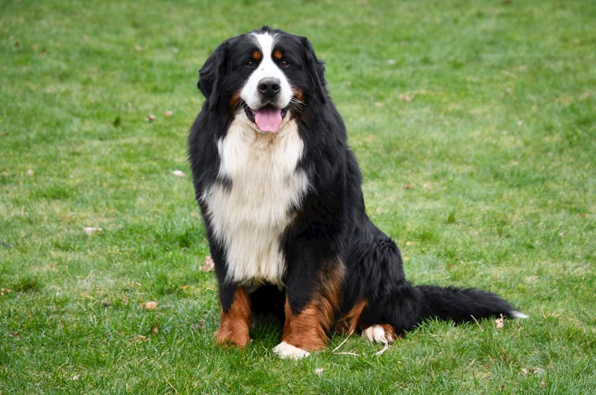 étalon bouvier bernois avec pedigree en belgique.