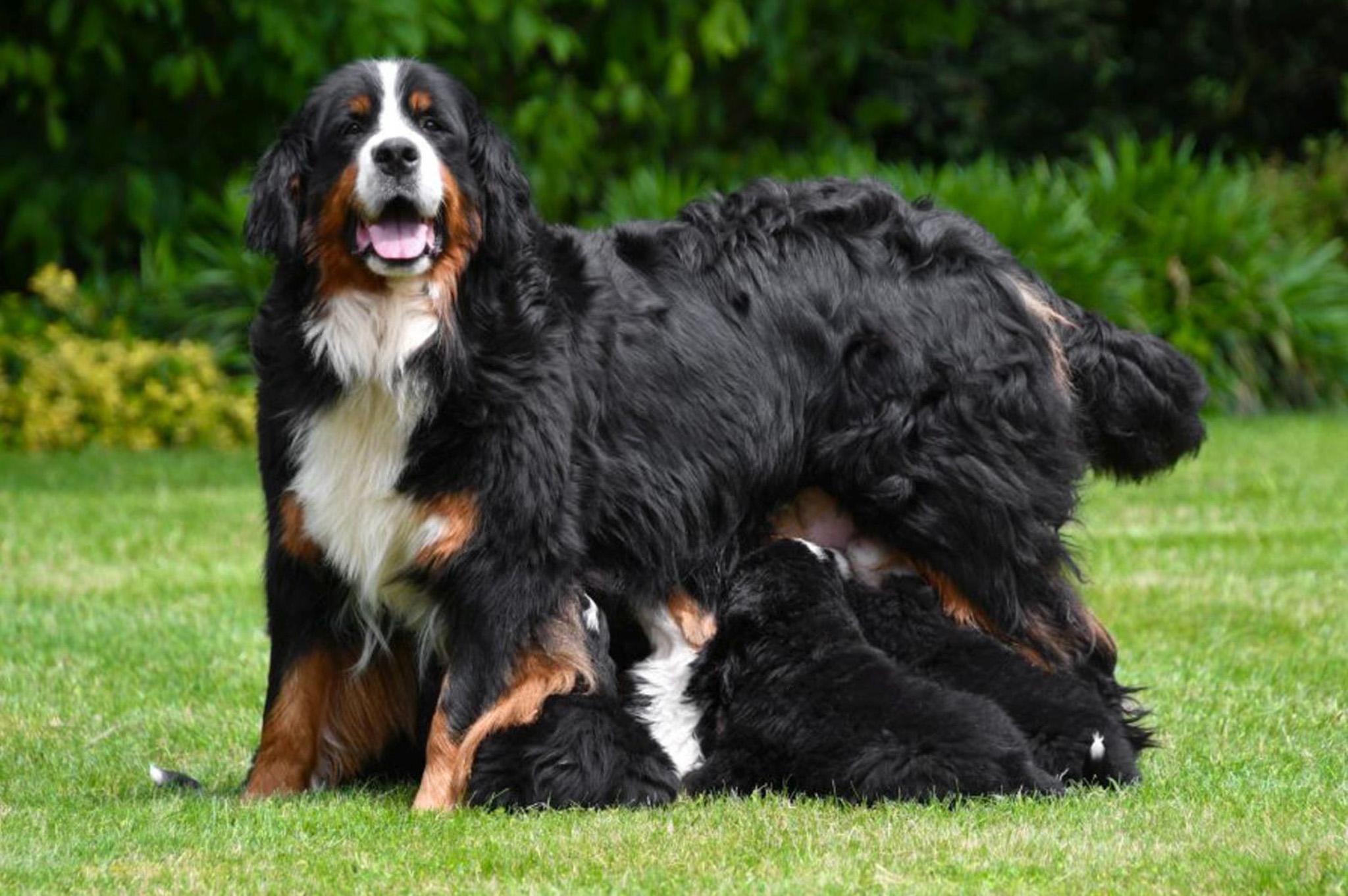 Chiots Bouvier Bernois à vendre.
Élevage Bouvier Bernois en Belgique.