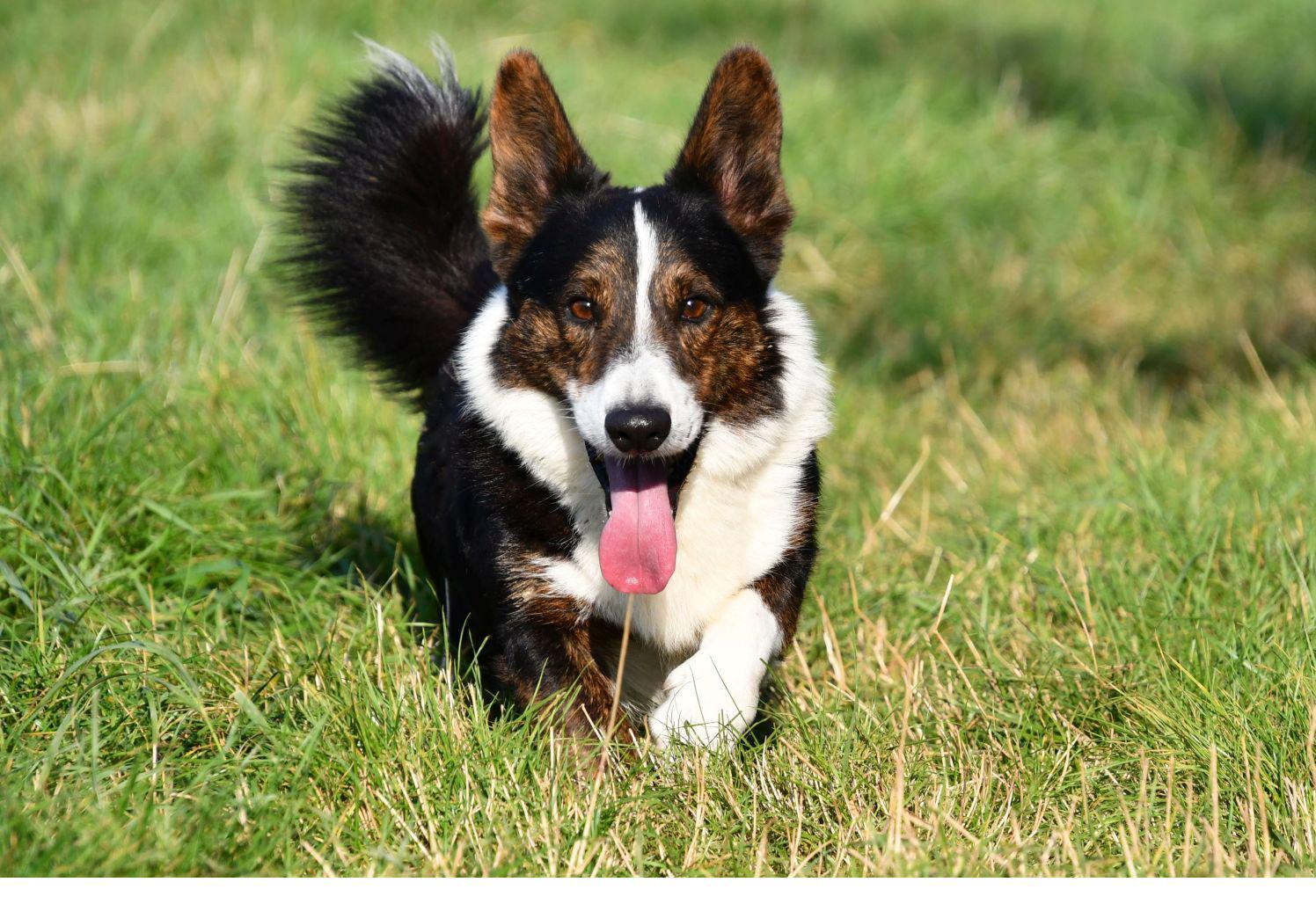 Étalon Welsh Corgi Cardigan avec pédigrée en Belgique. 