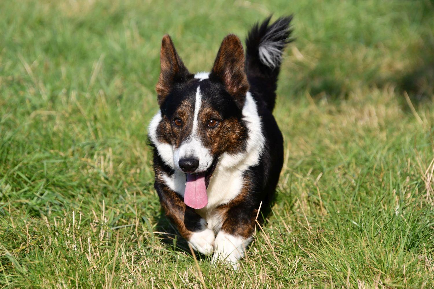 Étalon Welsh Corgi Cardigan avec pédigrée en Belgique. 