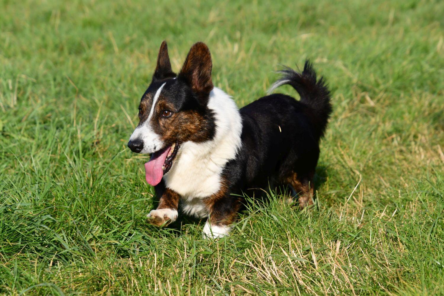 Étalon Welsh Corgi Cardigan avec pédigrée en Belgique. 