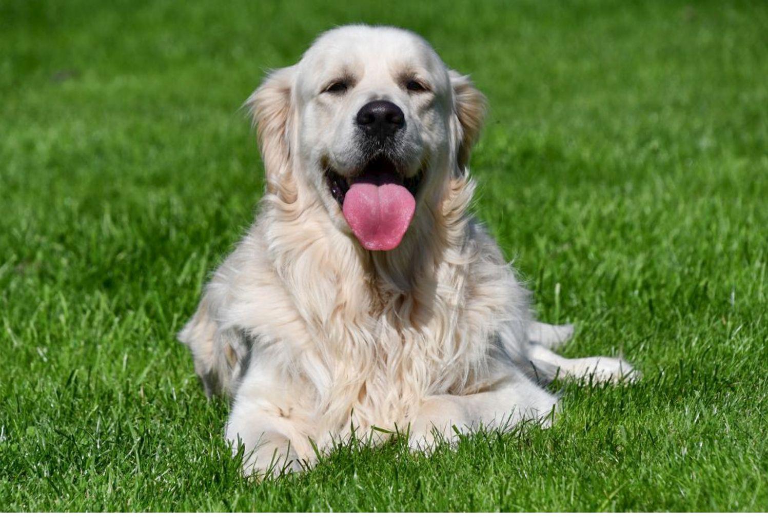 Étalon Golden Retriever en Belgique. 