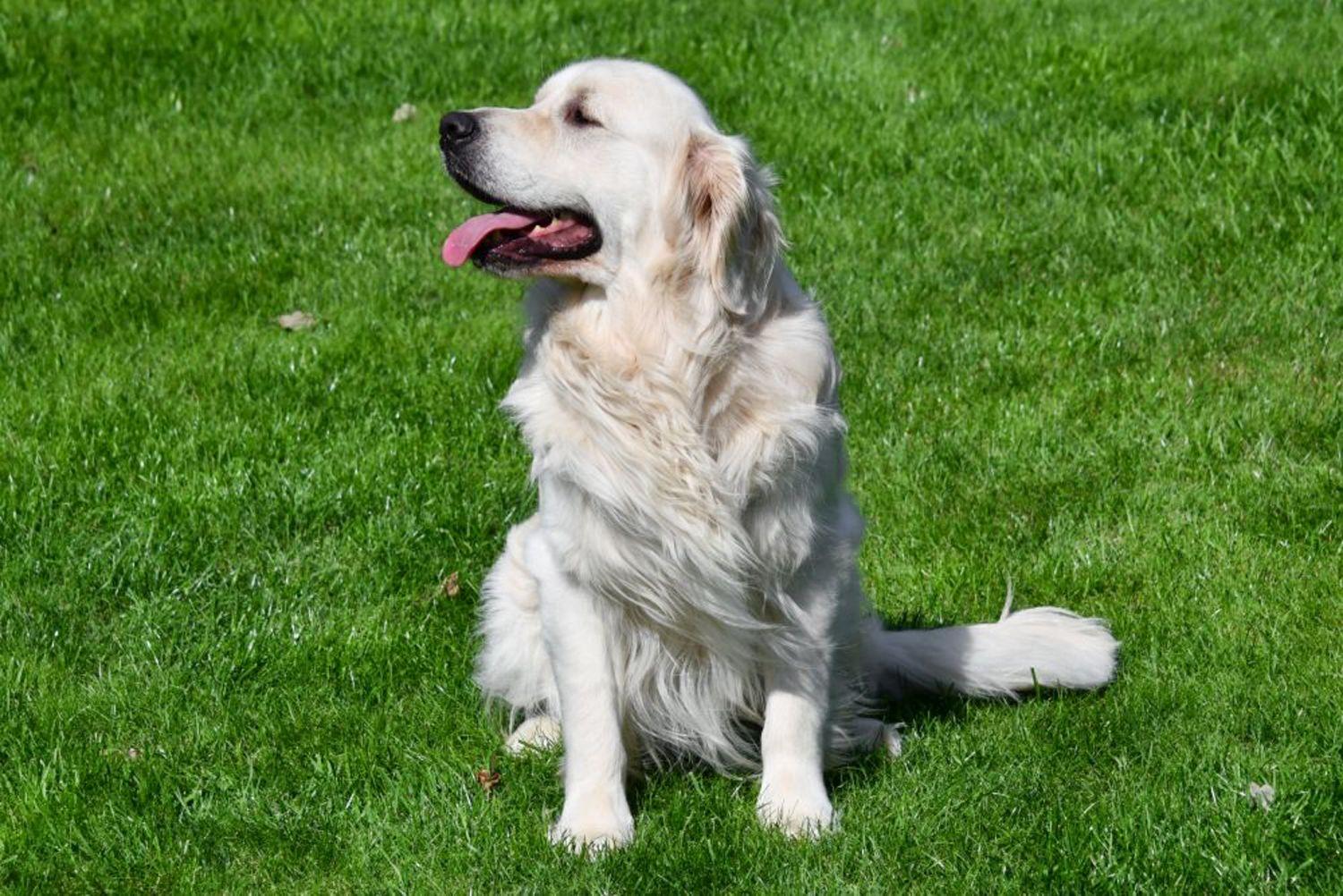 Étalon Golden Retriever en Belgique. 