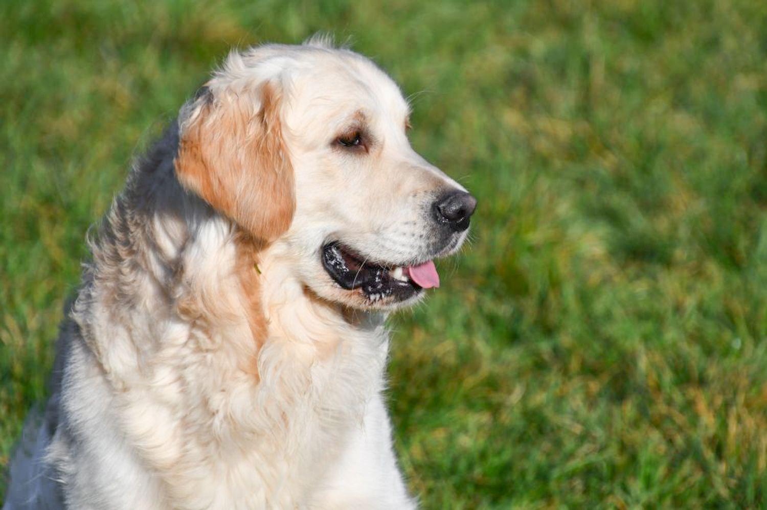 Étalon Golden Retriever en Belgique. 