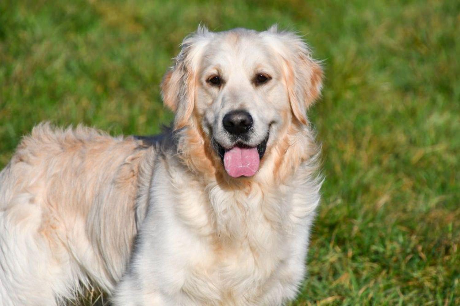 Étalon Golden Retriever en Belgique.