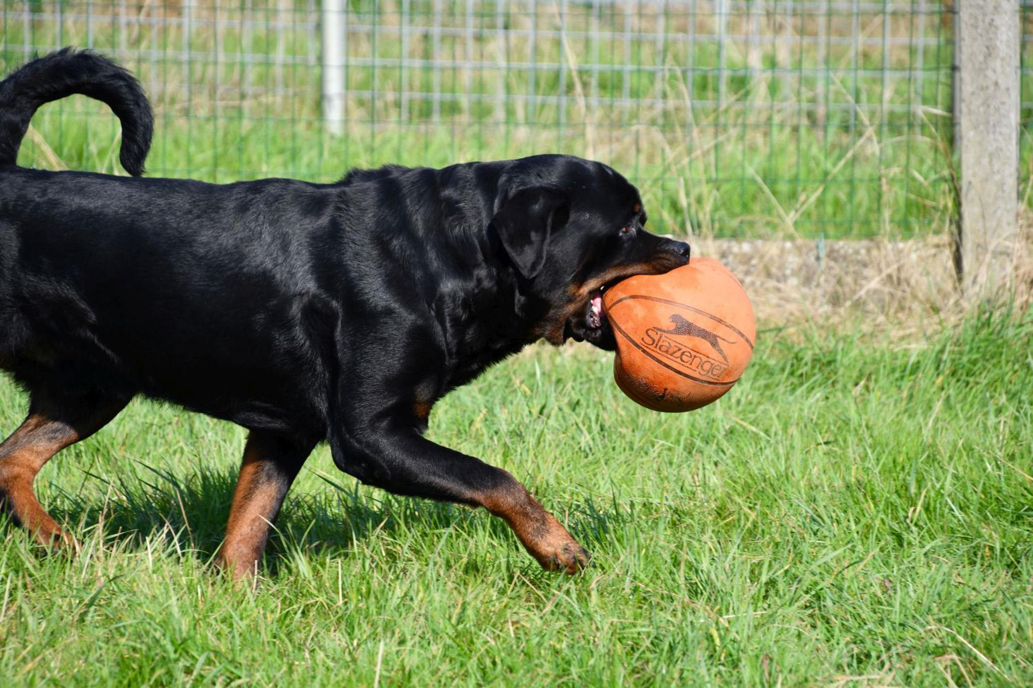 Étalon Rottweiler en Belgique. 