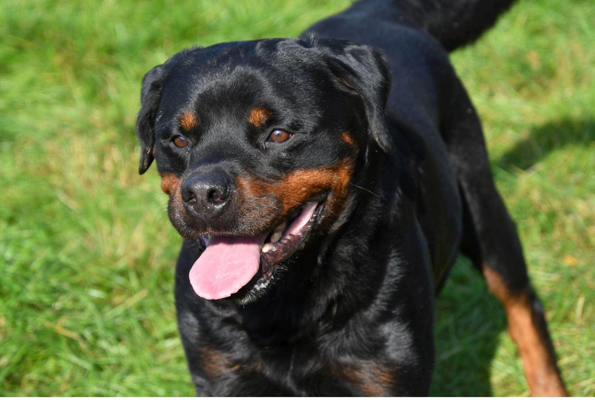 Étalon Rottweiler en Belgique. 