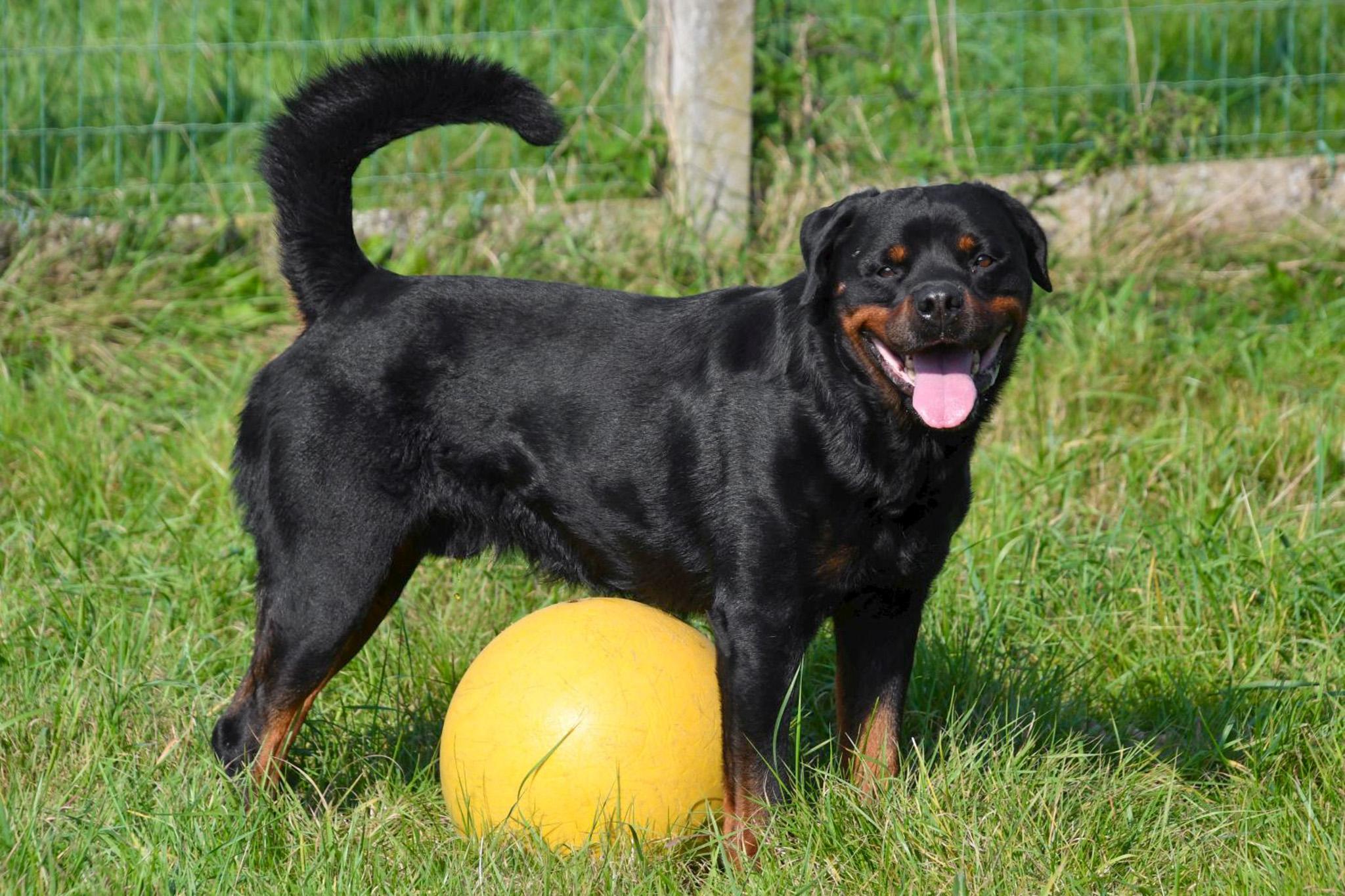 Rottweiler dekreu aangeboden in België.