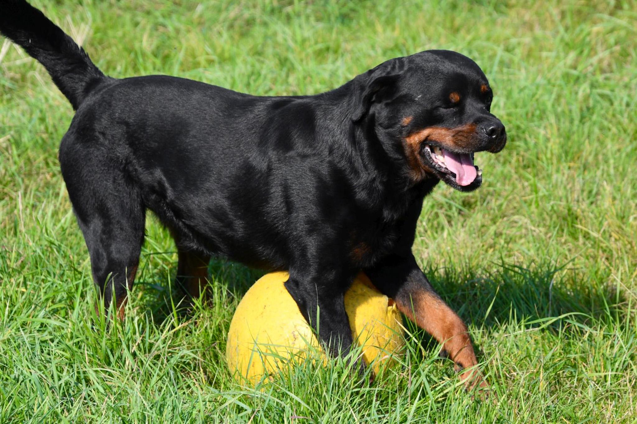 Étalon Rottweiler en Belgique. 