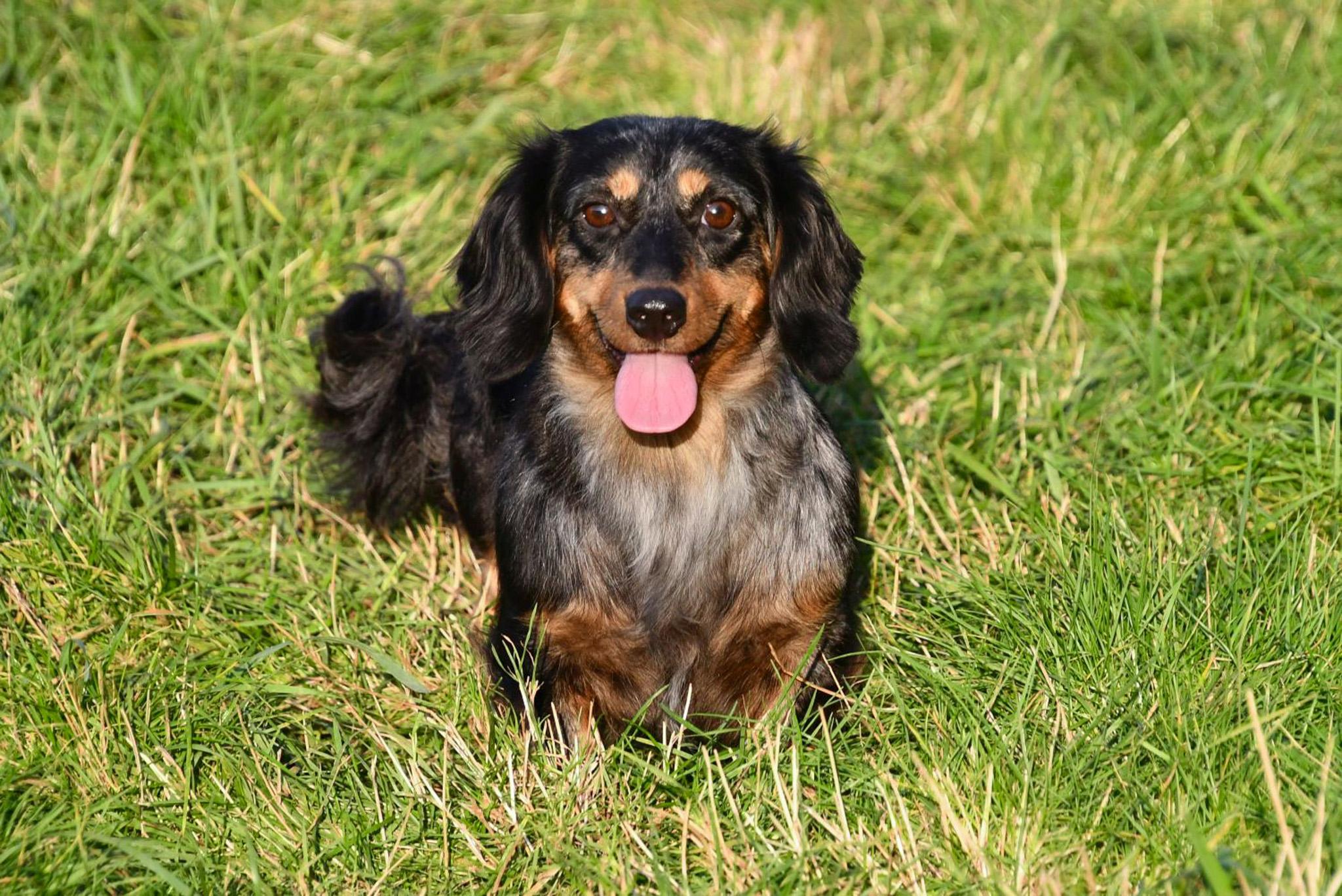 Langharige Teckel pups te koop.
Teckel Kennel in België.