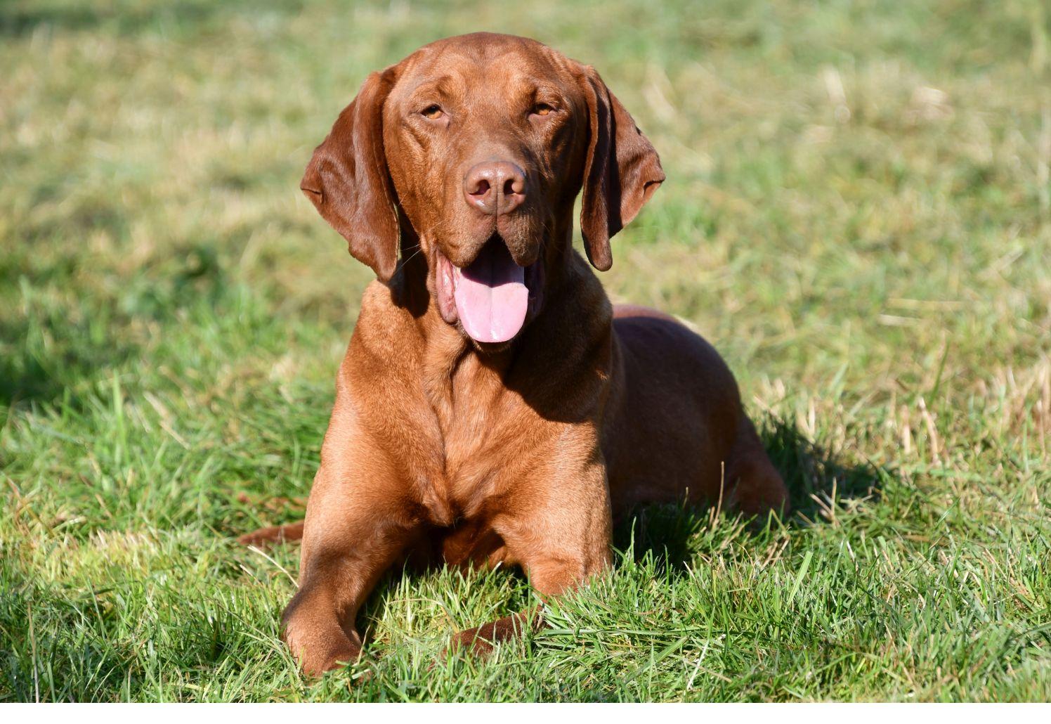 Vizsla dekreu aangeboden in België.