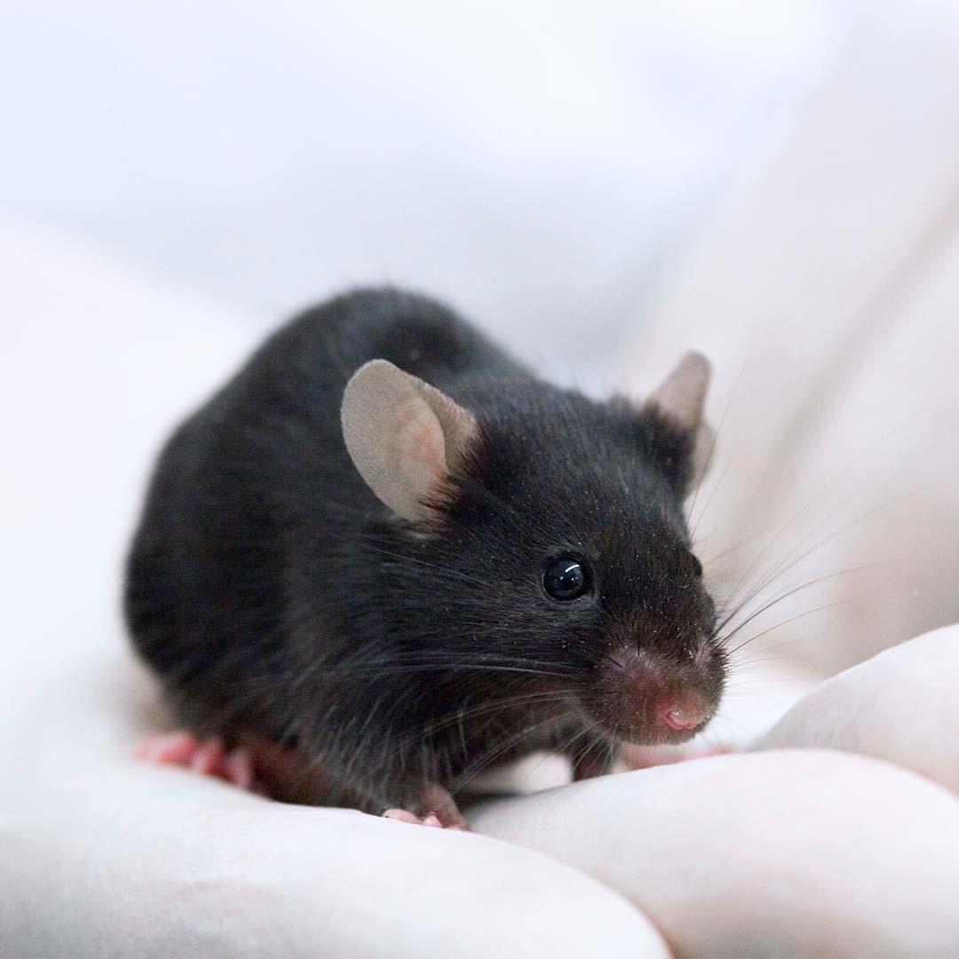 Lunch webinar: Health and humane endpoints for rodents in research