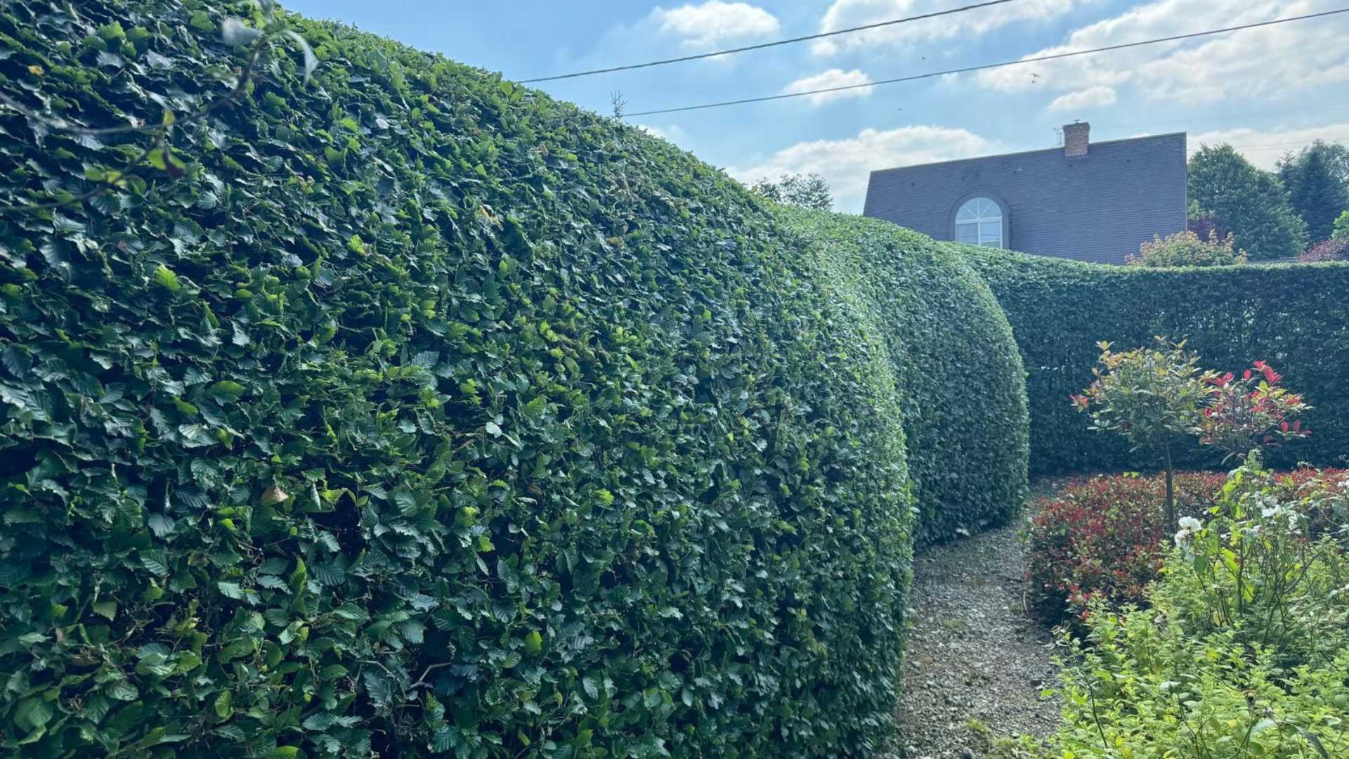 vormsnoei sierhaag sint niklaas